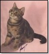 CH CHAR'S PASTEL - Photo: CHAR'S CATTERY