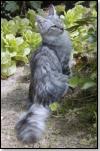 AZIMA'S SLOOPY - Mle Silver Spotted Tabby - Photo: Chatterie de la Fort Verte</a>