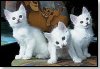 Chatons blancs - Photo: Chatterie de la Plume d'Argent